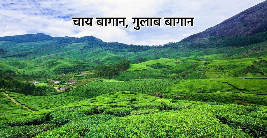 चाय बागान, गुलाब बागान